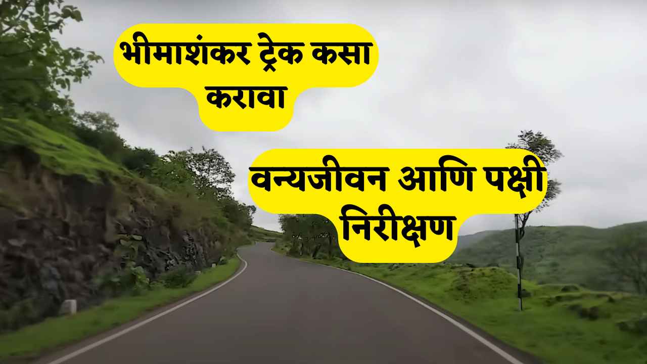 भीमाशंकर ट्रेक कसा करावा? संपूर्ण मार्गदर्शक, वेळ आणि तयारी